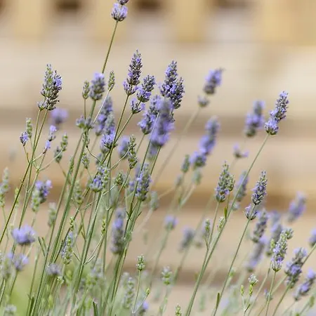 Delfino Альбенга