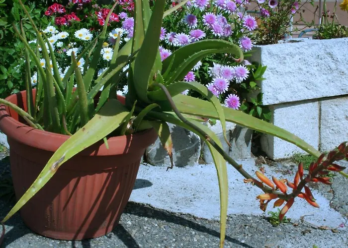 Delfino Parque de Campismo *